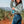 Load image into Gallery viewer, Sunora Bacanora Blanco <br>100% Agave Pacifica, 750 ml
